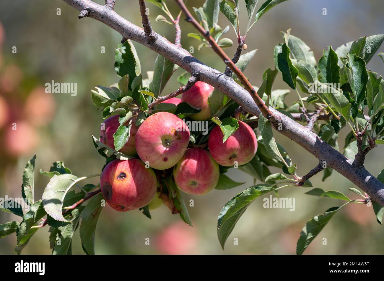 Fruit orchard on Cyprus with apple trees with small red fruits Stock