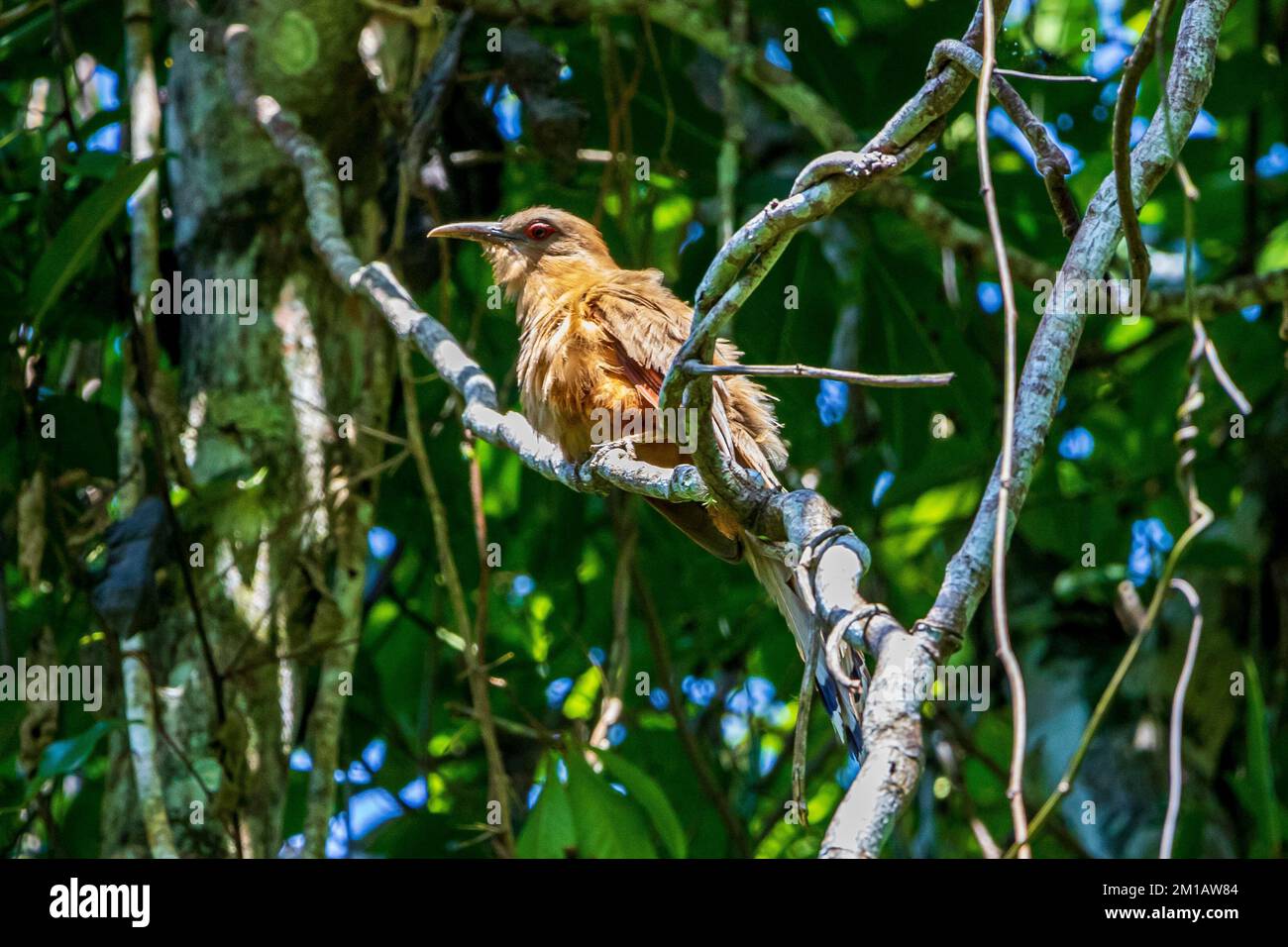 A Great Lizard-Cuckoo bird perching on tree branch with leaves in the garden Stock Photo