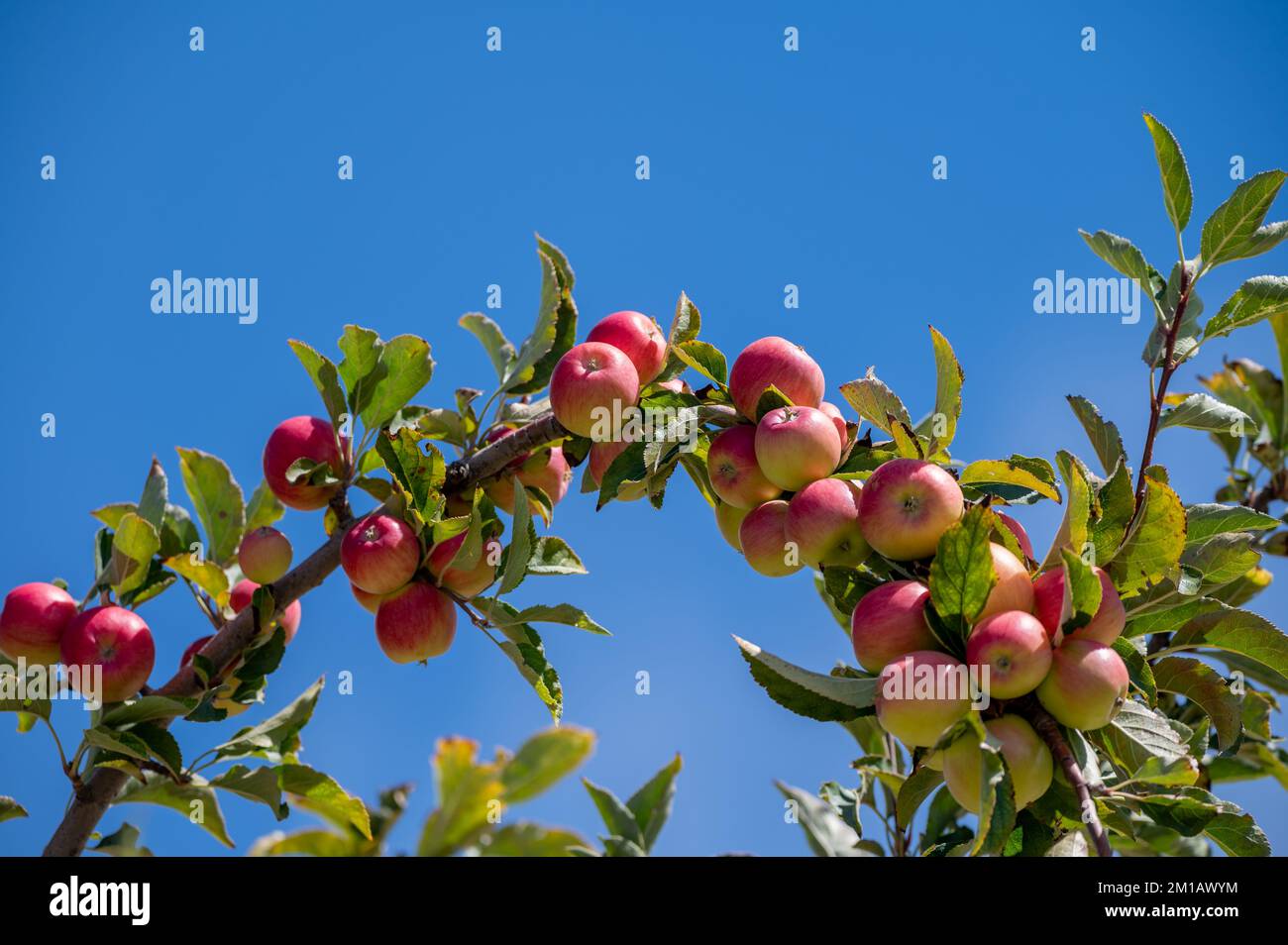 Fruit orchard on Cyprus with apple trees with small red fruits Stock