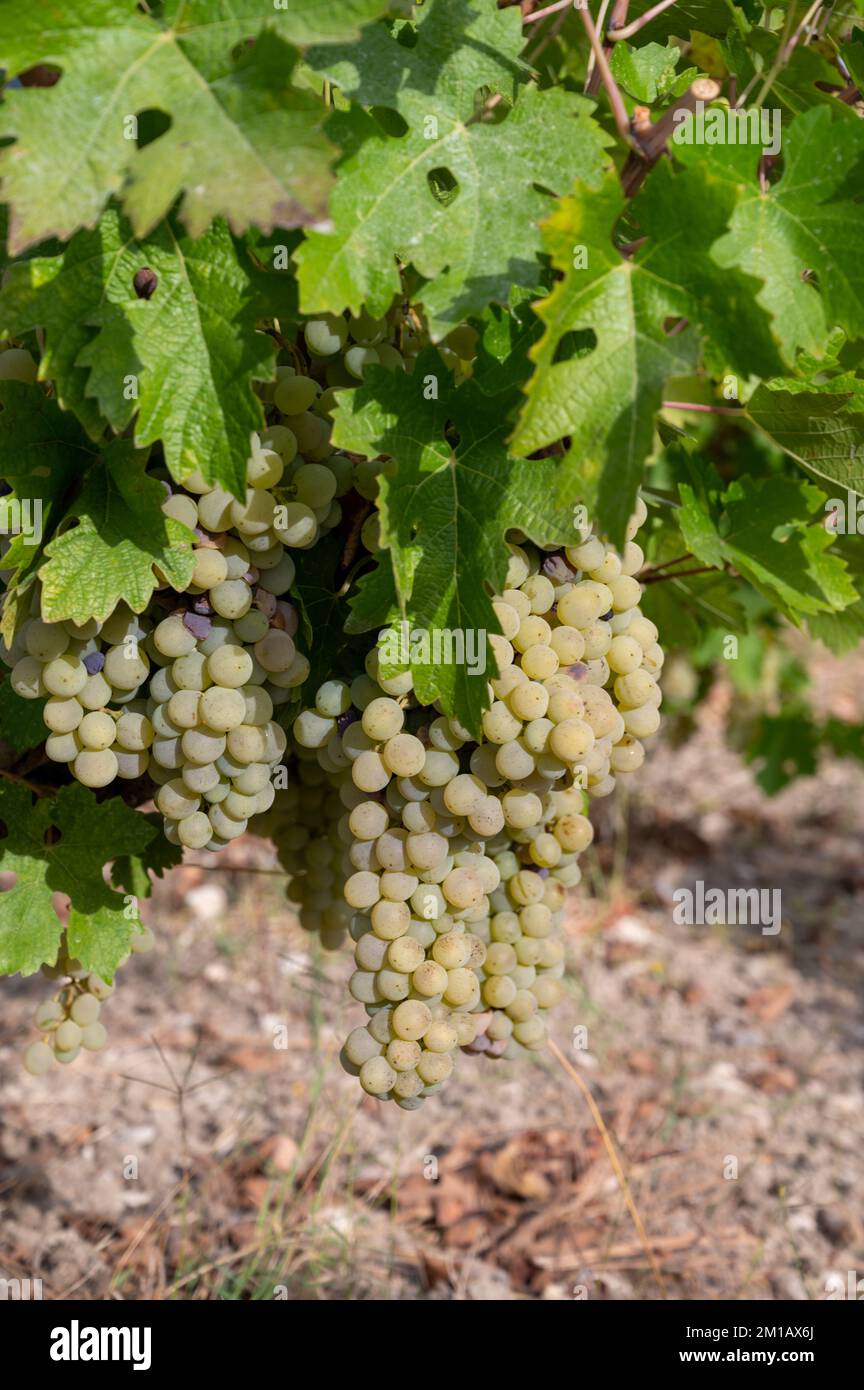 Grape Production Ripe Mavro grapes hi-res stock photography and images - Alamy