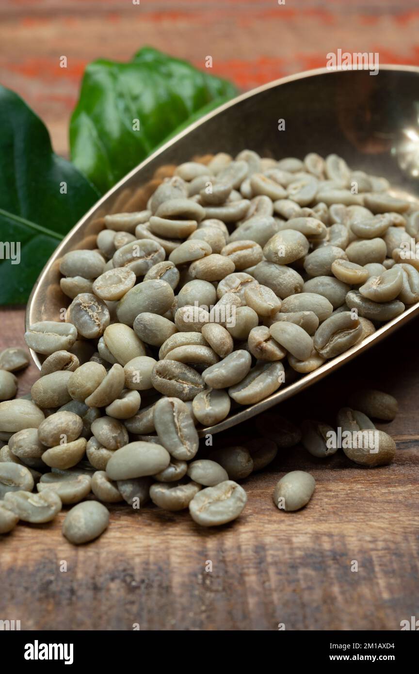 Green coffee beans from South America coffee producing region, from Colombia and Brazil with mountain ranges and climate ideal for coffee growing, clo Stock Photo