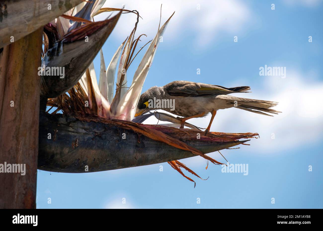 Goliath Bird Ne Demek Cheapest Collection