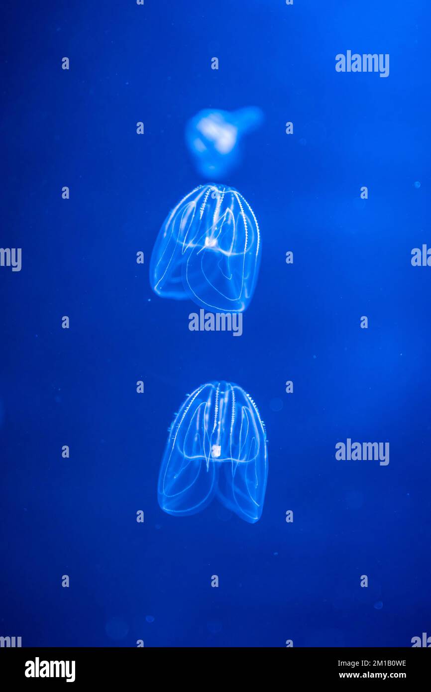 Beautiful jellyfish in the neon light in aquarium, nature background Stock Photo