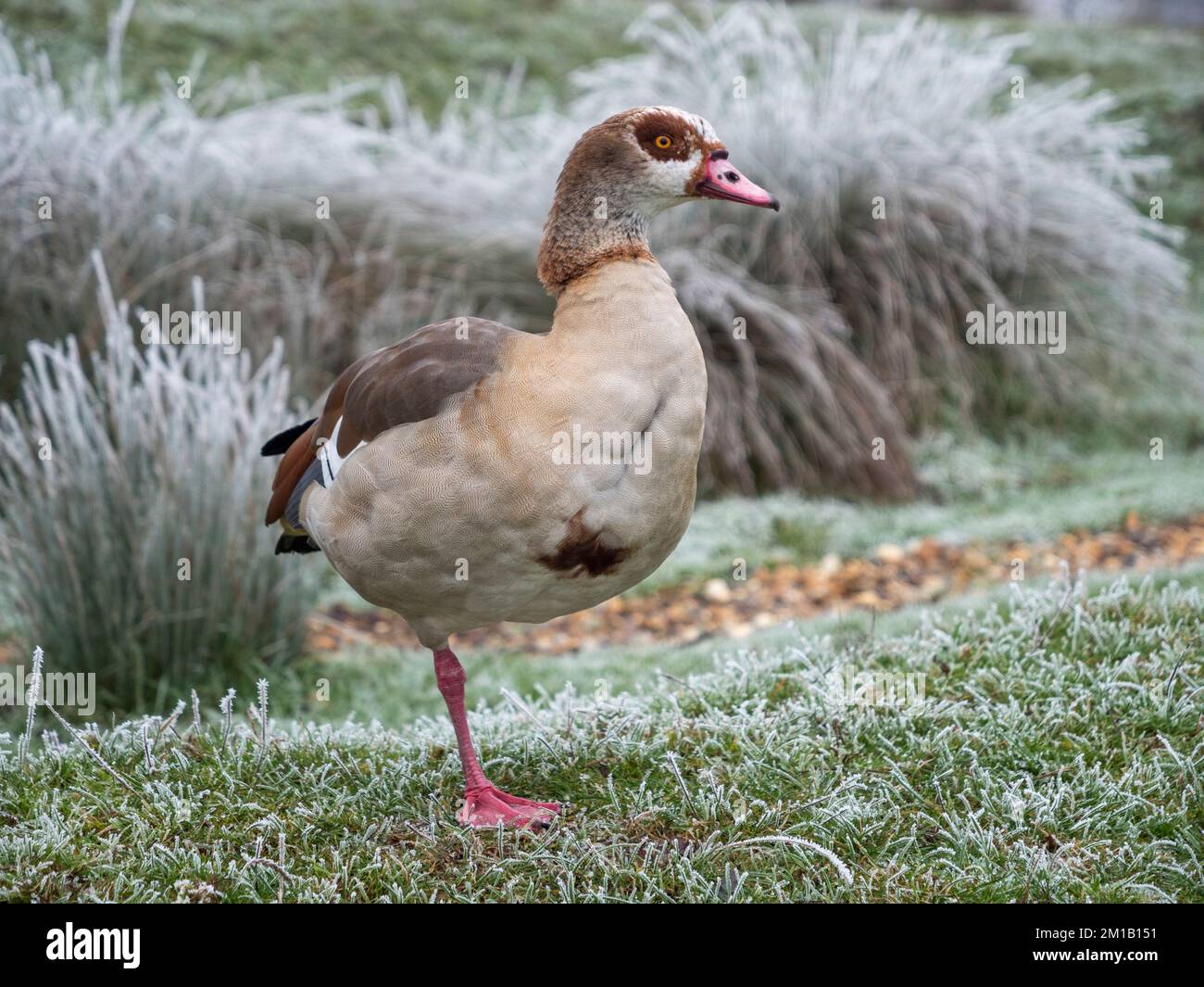 An Egyptian goose (Alopochen aegyptiaca) standing on one leg on frost covered grass in Richmond Park, Surrey, UK. Stock Photo