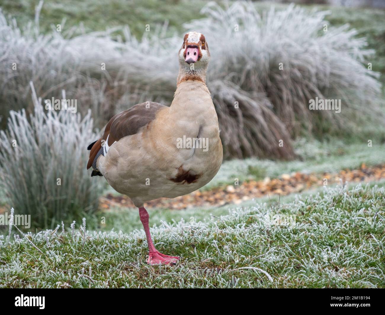 An Egyptian goose (Alopochen aegyptiaca) standing on one leg on frost covered grass in Richmond Park, Surrey, UK. Stock Photo