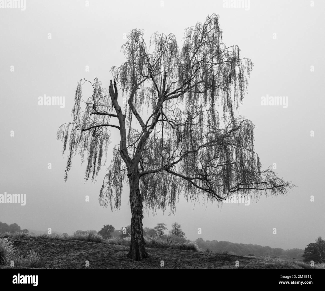 Frost covered weeping Silver Birch Tree (Betula pendula 'Tristis') (coverted to b&w) in Richmond Park, Surrey, UK. Stock Photo