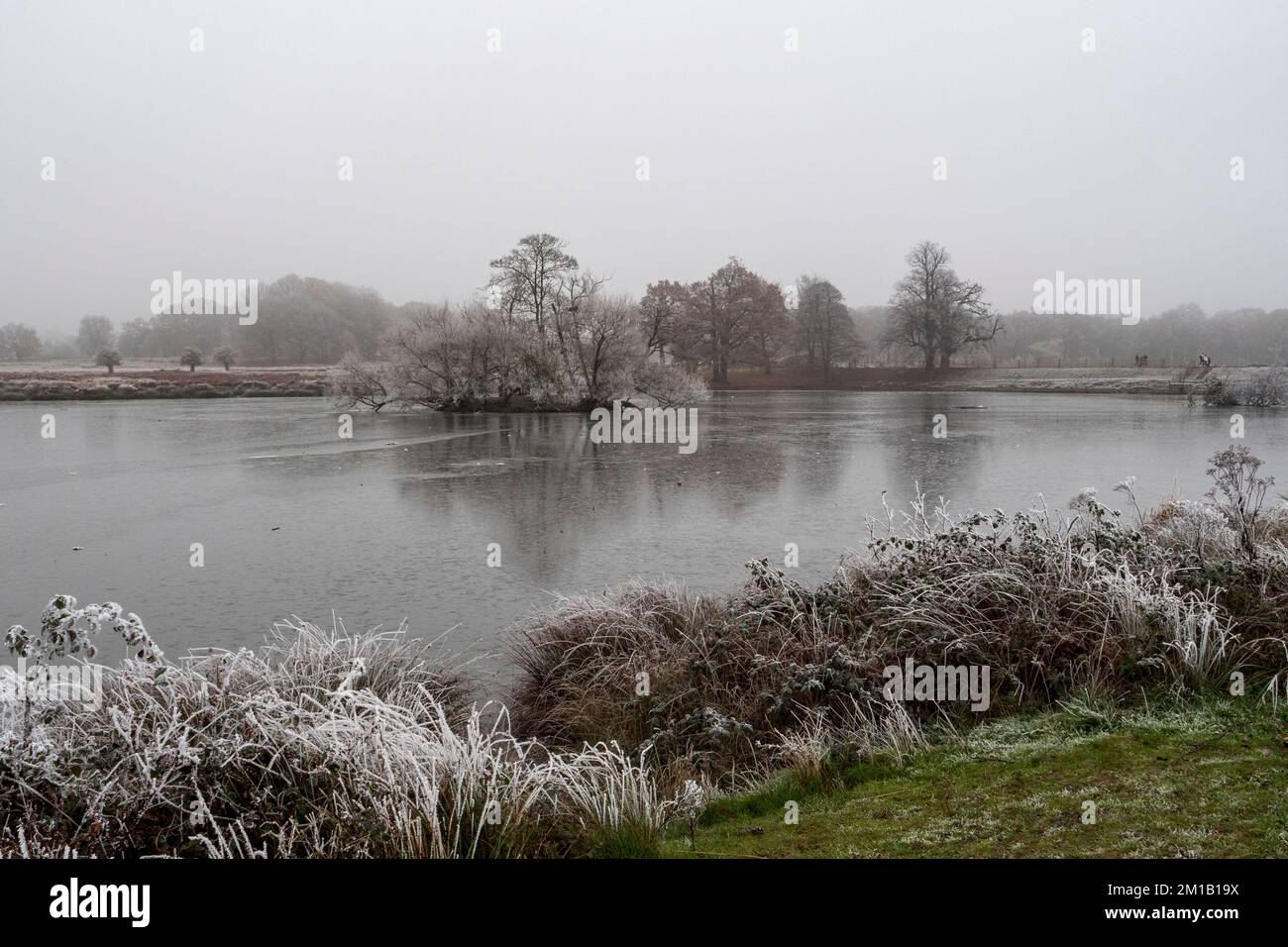 View across the frozen lower pond at Pen Ponds in winter, Richmond Park ...