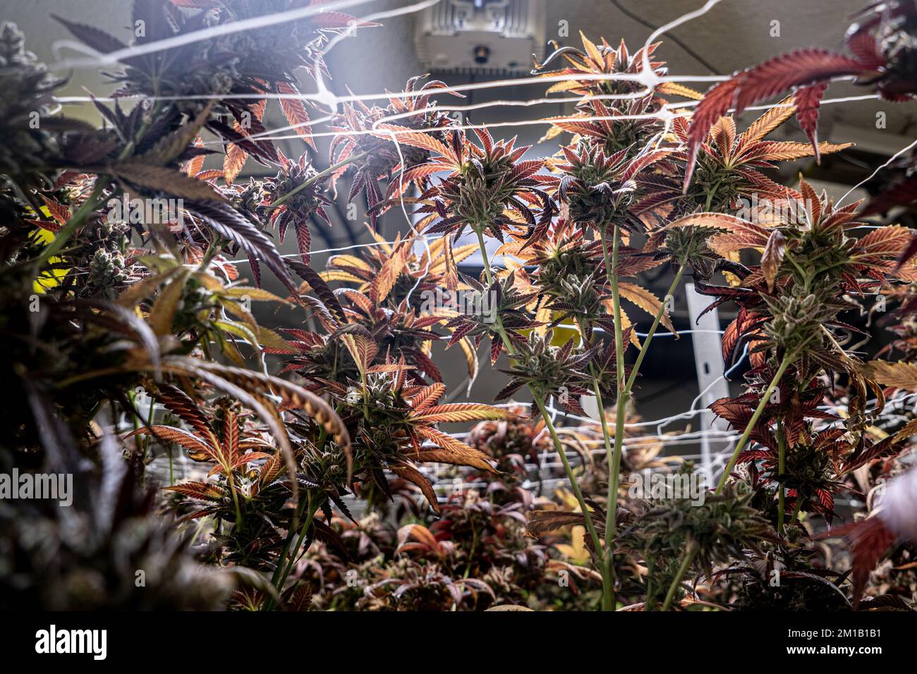 The Cannabis sativa plants growing indoors under fluorescent lighting
