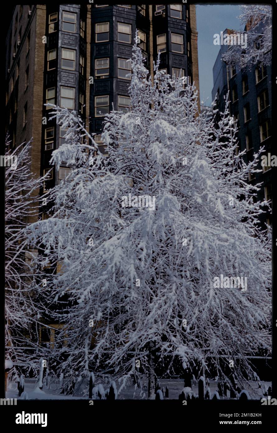View of tree from Granary Burying Ground , Trees, Snow. Edmund L ...