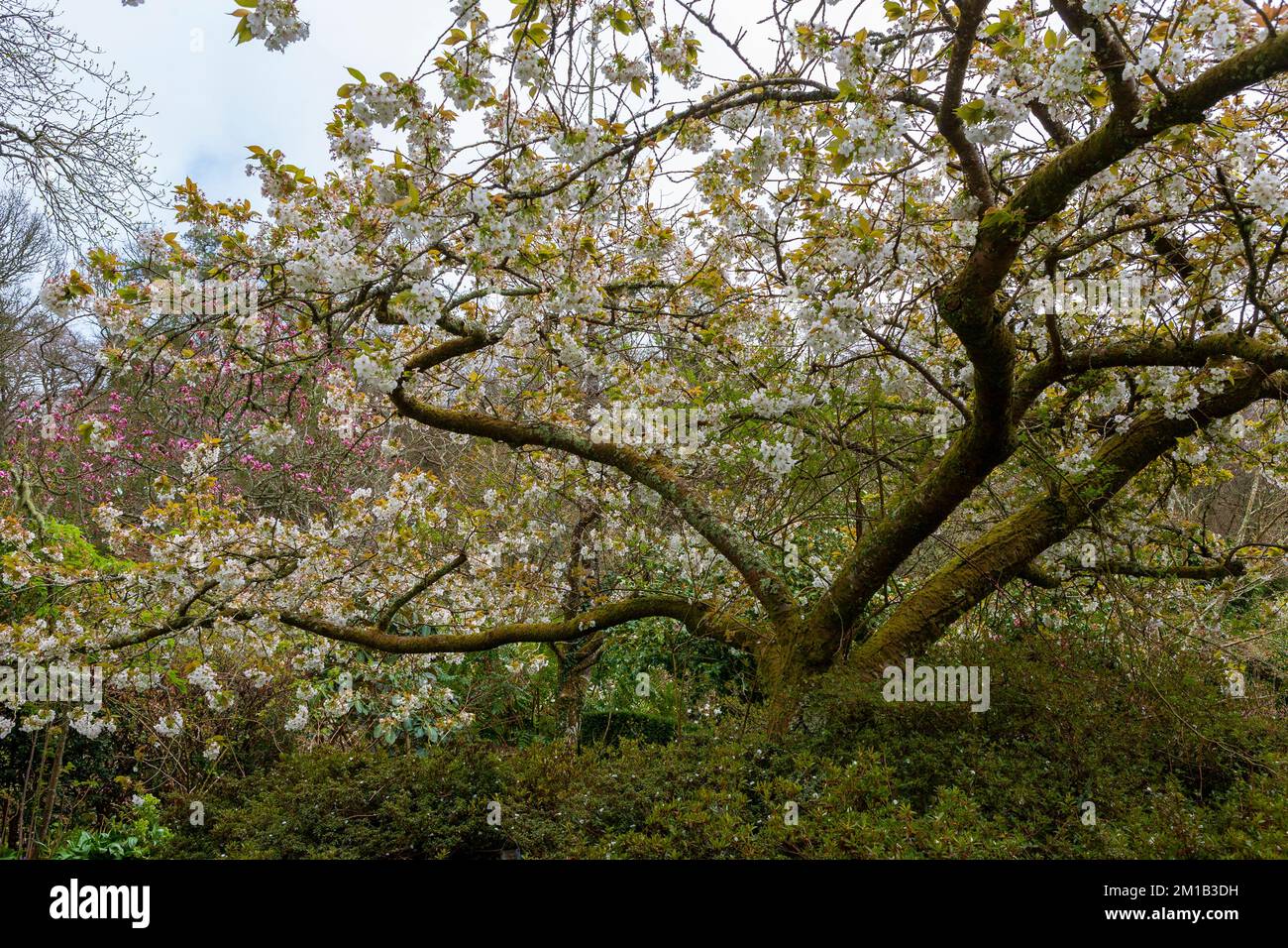 Blossoming cherry (Japanese Flowering Cherry 'Tai-haku') in the Cherry Garden, RHS Rosemoor, Devon, UK Stock Photo