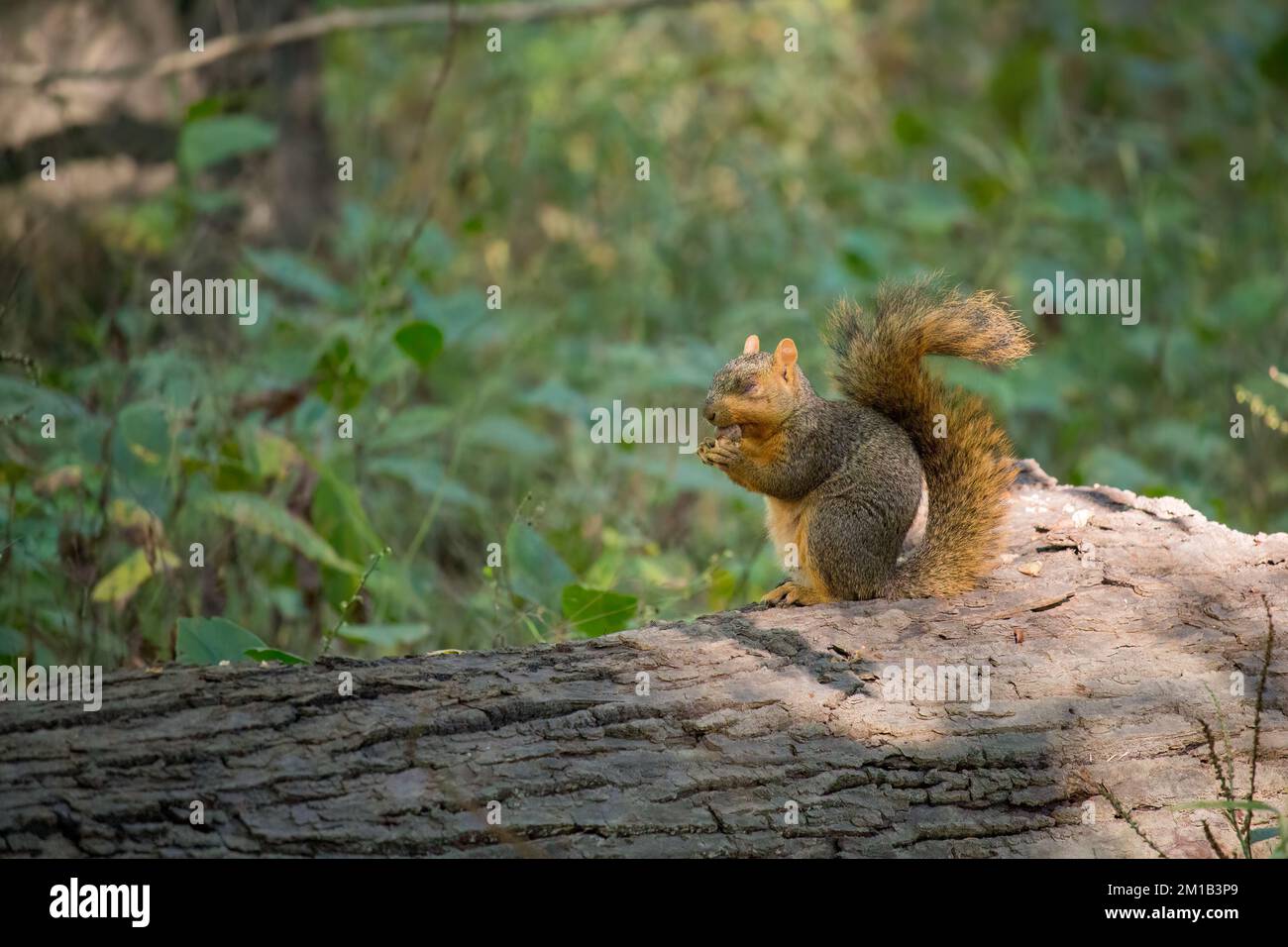 A fox squirrel, blind in its left eye, eats a nut it has found. Its blindness makes it vulnerable to attack from that side. Stock Photo