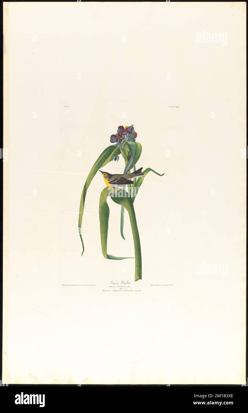 Vigor Drawing Example Vigor's warbler : Sylvia vigorsii, Aud. Male. Virginian spider-wort ...