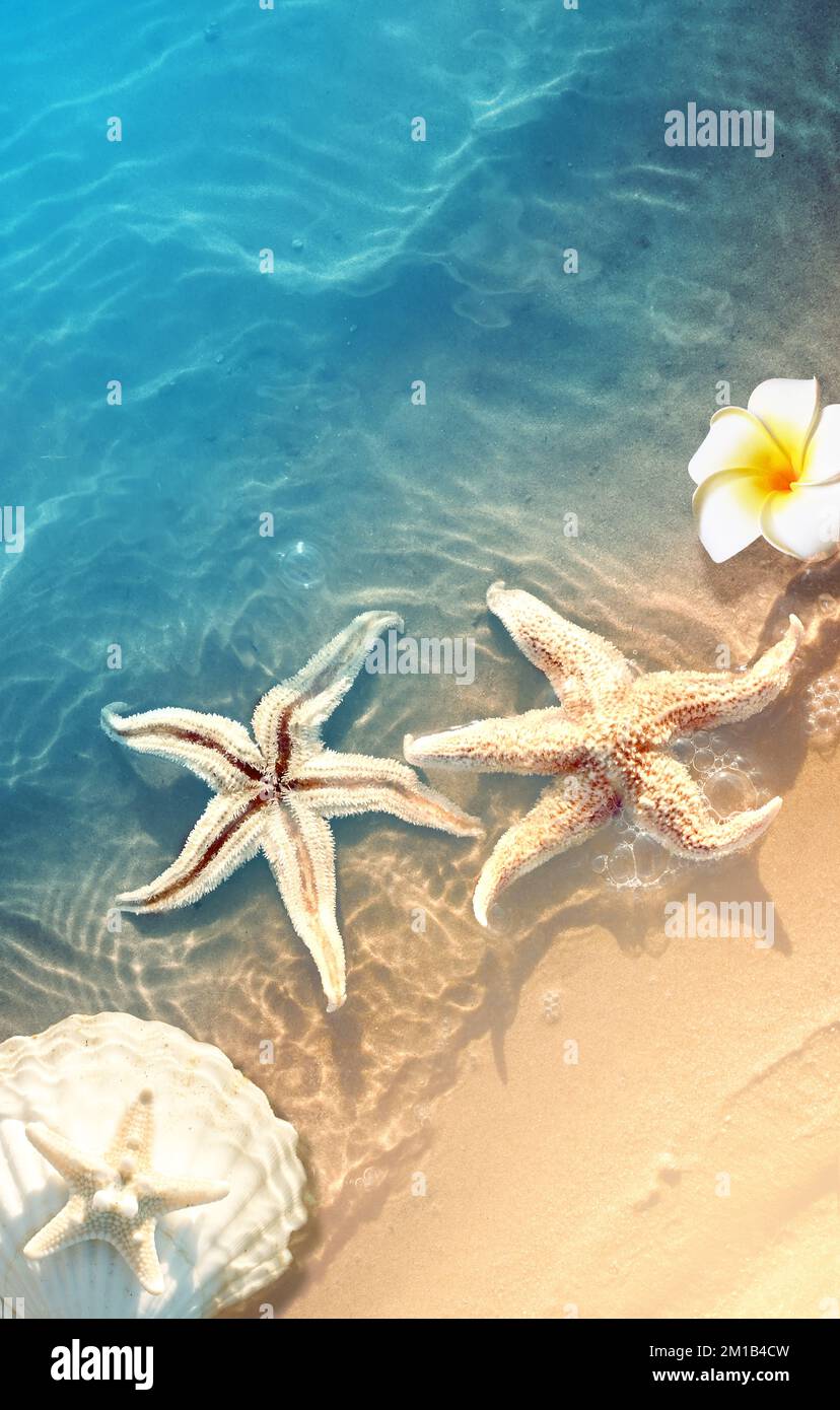 Starfish and flower on the summer beach in sea water. Summer background. Summer time. Stock Photo