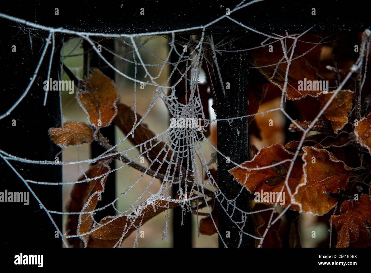 A frozen spider web caused by freezing temperatures. The Met Office has