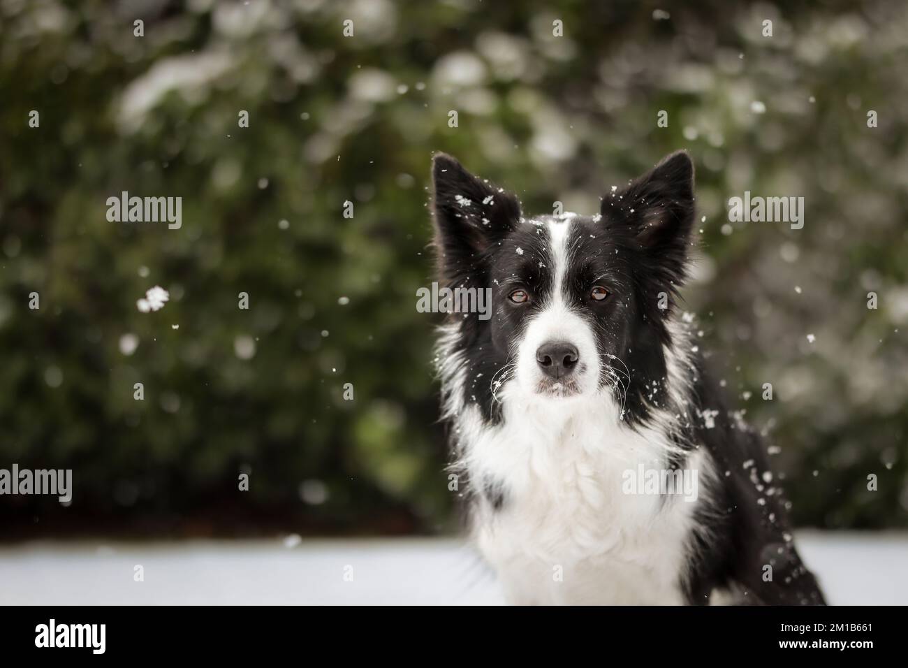 Border Collie Portrait in the Garden during Snowfall. Adorable Black and White Dog Covered by