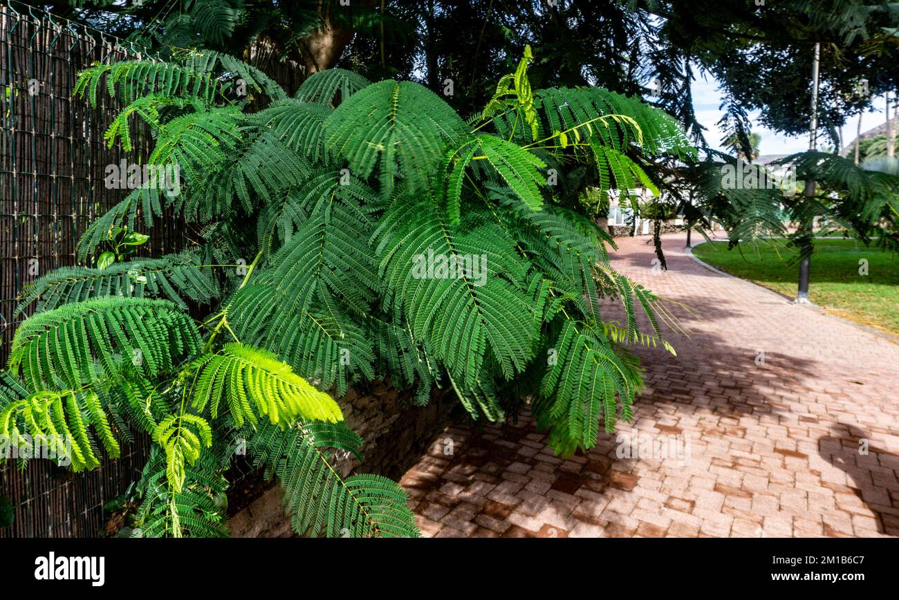 This mimosa tree (Albizia Julibrissin) in Gran Canaria boasts a stunning display of fern-like flora, adding beauty to the island's landscape Stock Photo