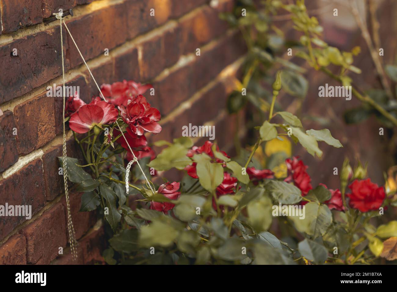 Roses growing up wall hi-res stock photography and images - Alamy