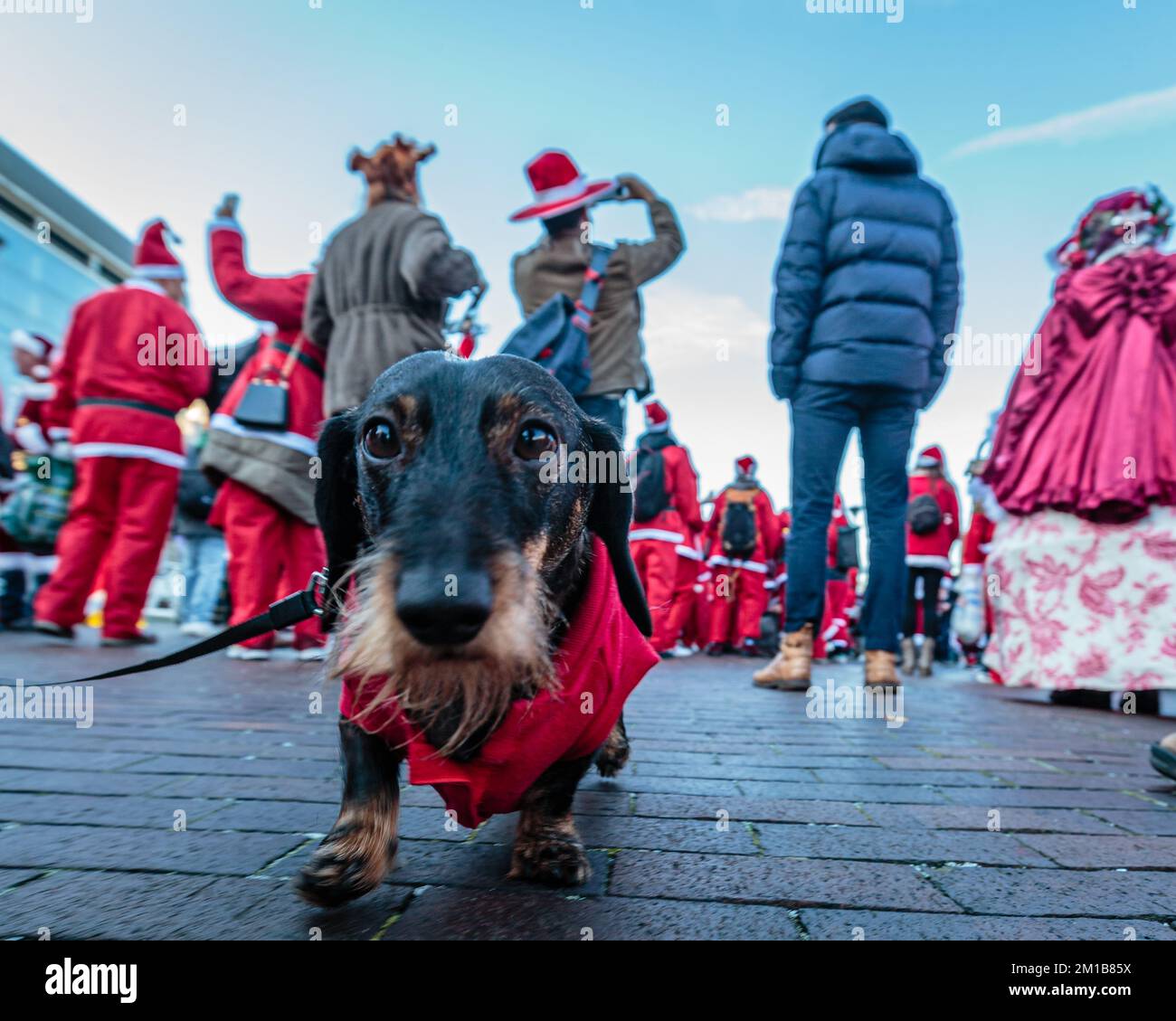 Even dogs dress up for Santacon fun in London. Stock Photo