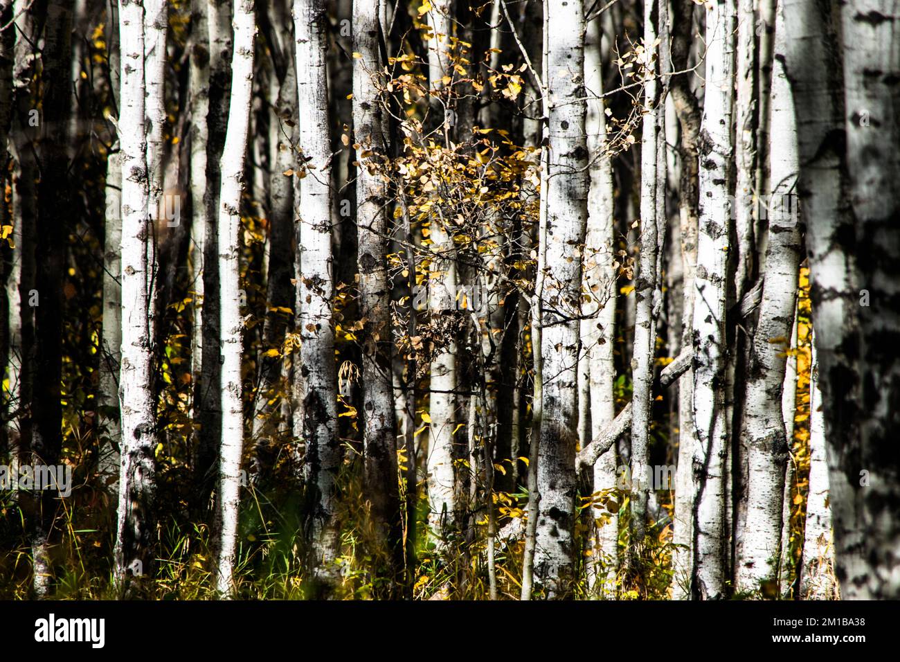 Scenery on the trail in the fall Stock Photo - Alamy