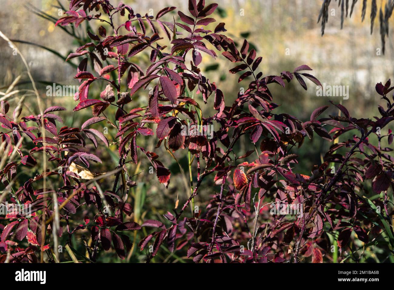 Scenery on the trail in the fall Stock Photo - Alamy