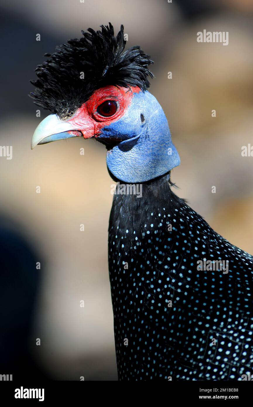 Kenya Crested Guineafowl - a chicken-like bird that spend most of its time on the ground. Stock Photo