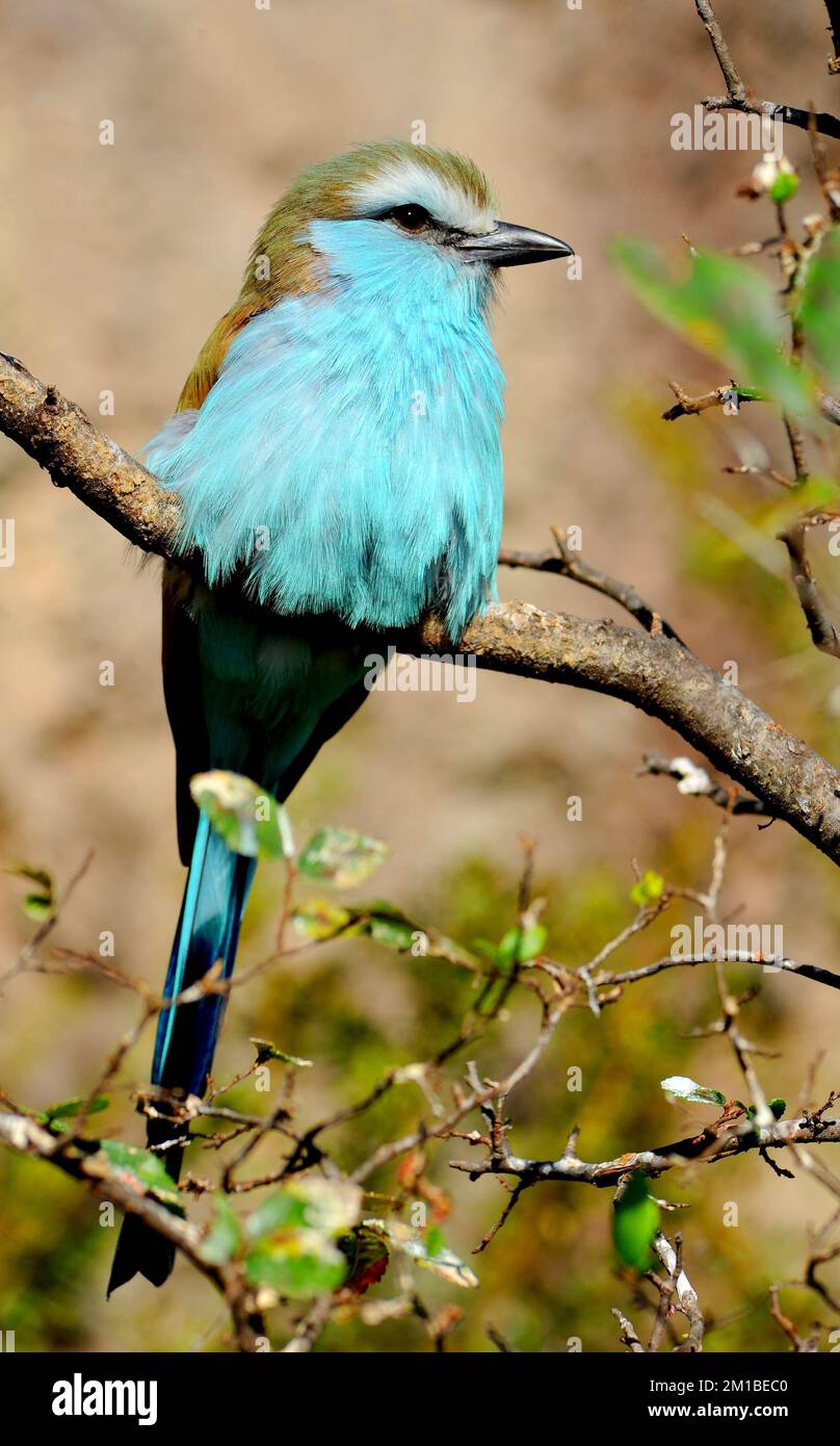 A Racket-tailed Roller, found in sub-Saharan Africa, is sitting in a tree and puffing up his feathers. Stock Photo