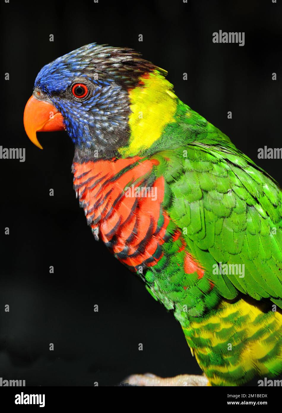 A Rainbow Lorikeet Profile with a dark background shows off all the colorful feathers. Stock Photo