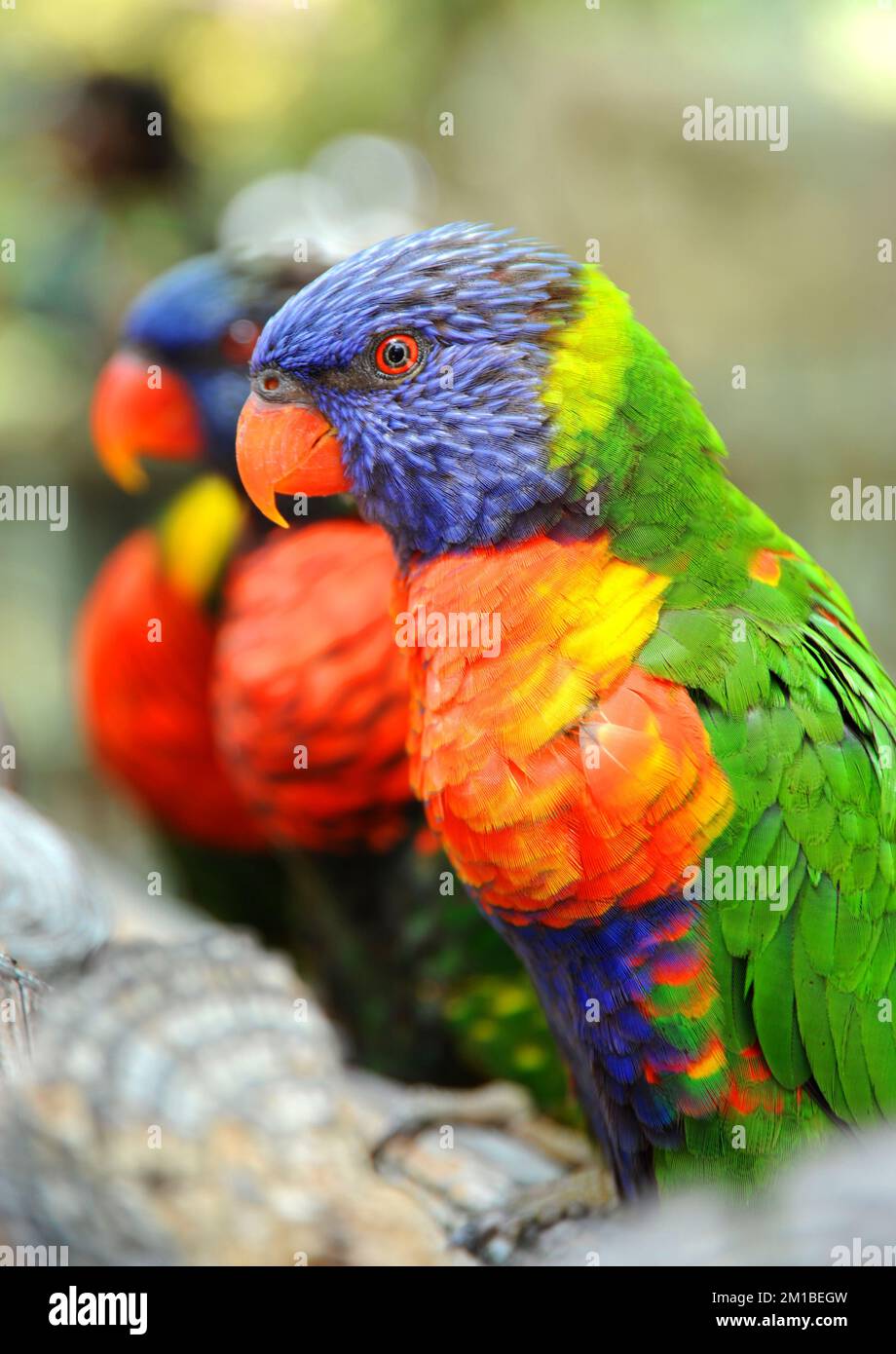 These Rainbow Lorikeets are perched on a branch and looking very colorful and tame. Stock Photo