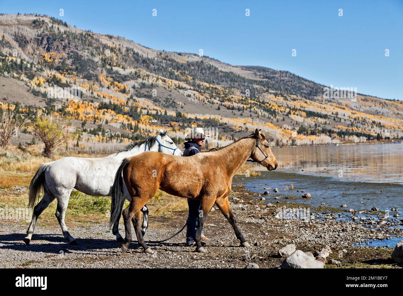 Cattle Rancher leading 'Quarter' horses to water, gathering cows from summer grazing grounds,  Fish Lake, Wasatch Mountain Range, Utah. Stock Photo