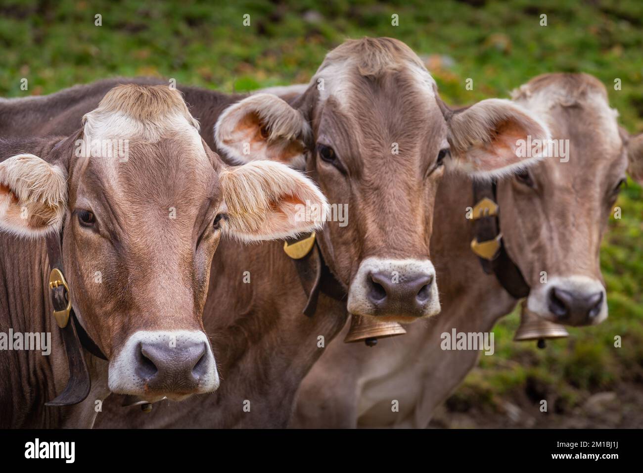 Swiss cows in the alpine landscape, Gran Paradiso, Northern Italy Stock Photo