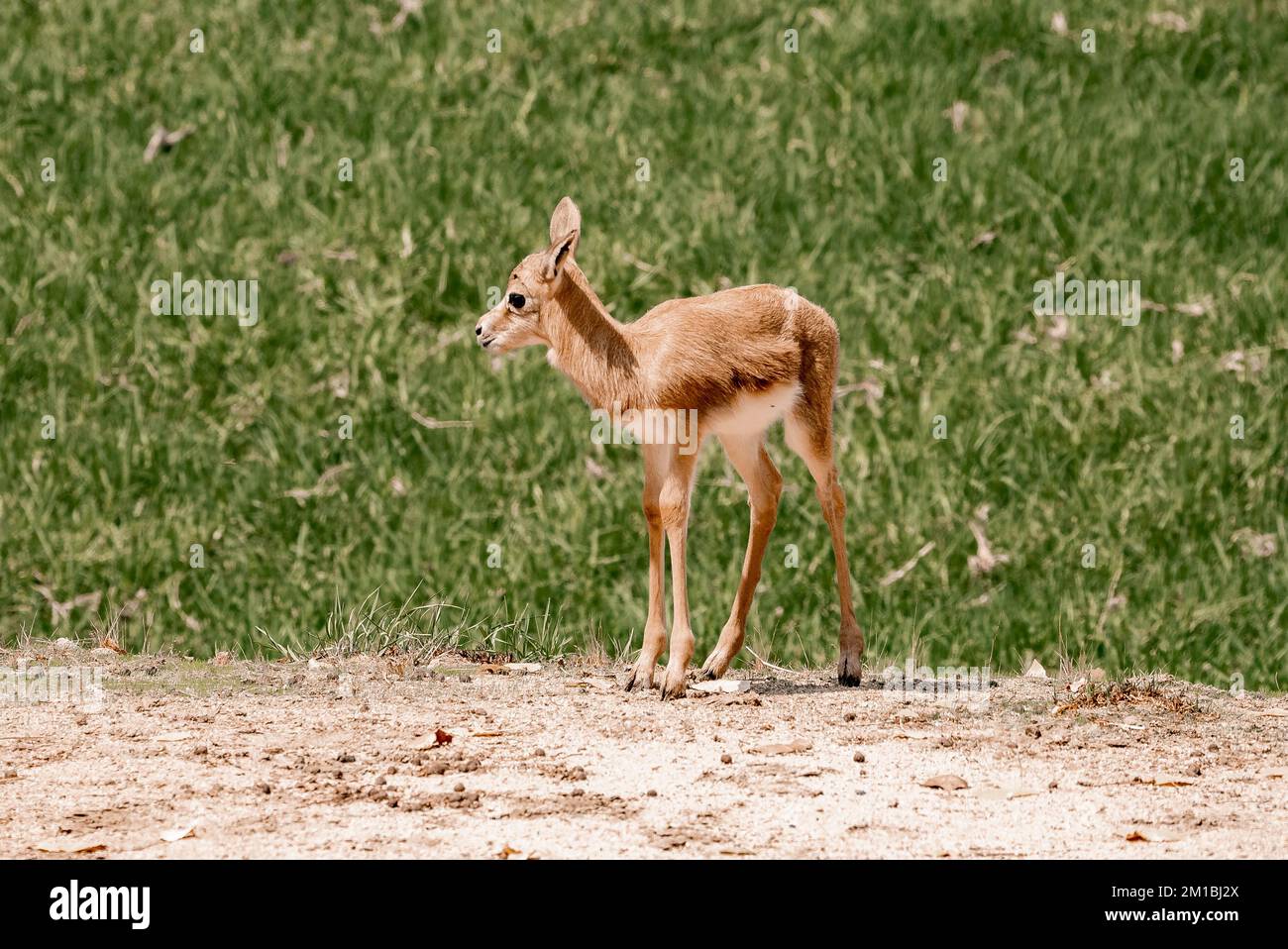 Springbok Fields Springbok calf standing on field at San Diego Safari Park Stock Photo ...