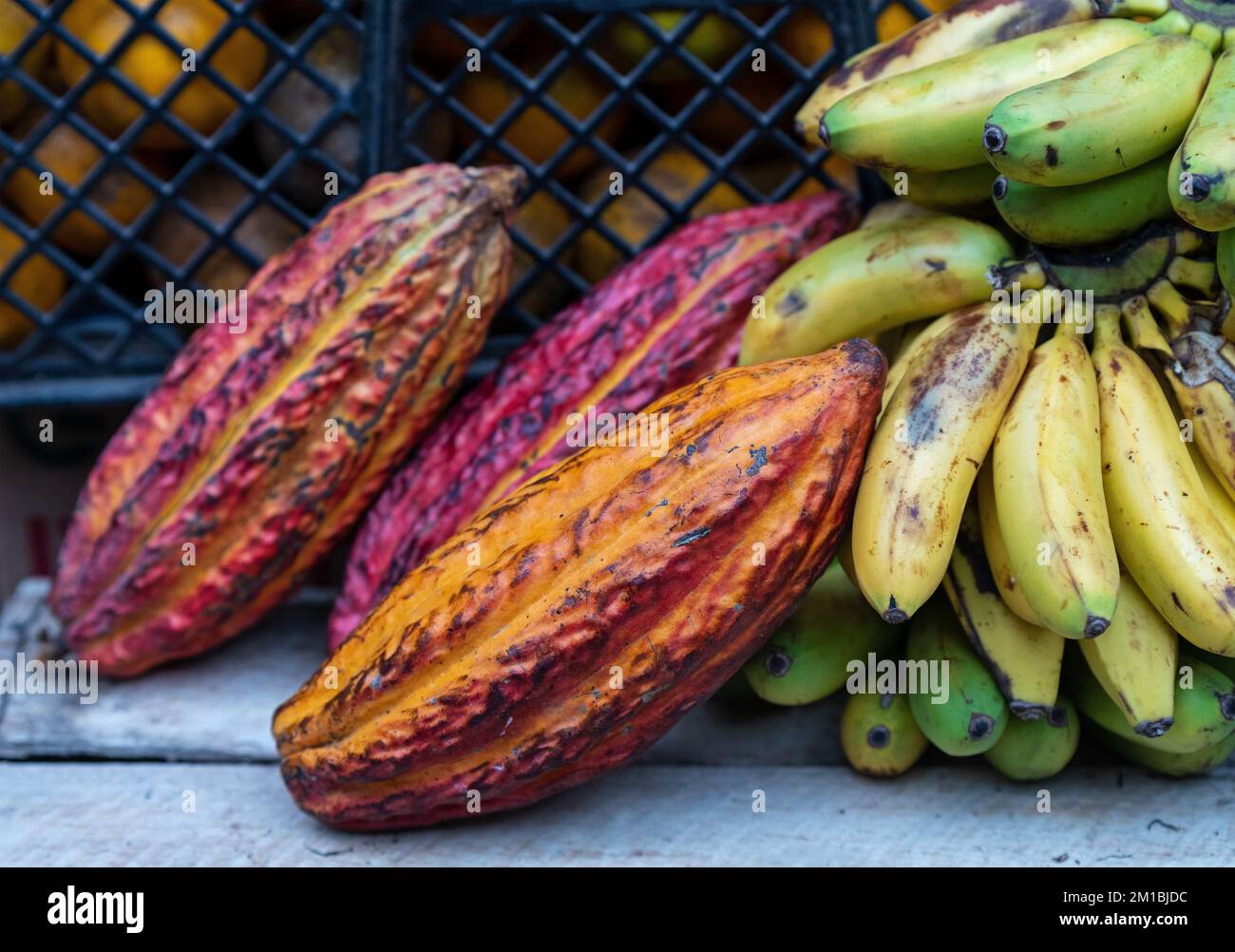Cacao fruit (Theobroma cacao) and bananas on local fruit market, Guayaquil, Ecuador. Stock Photo