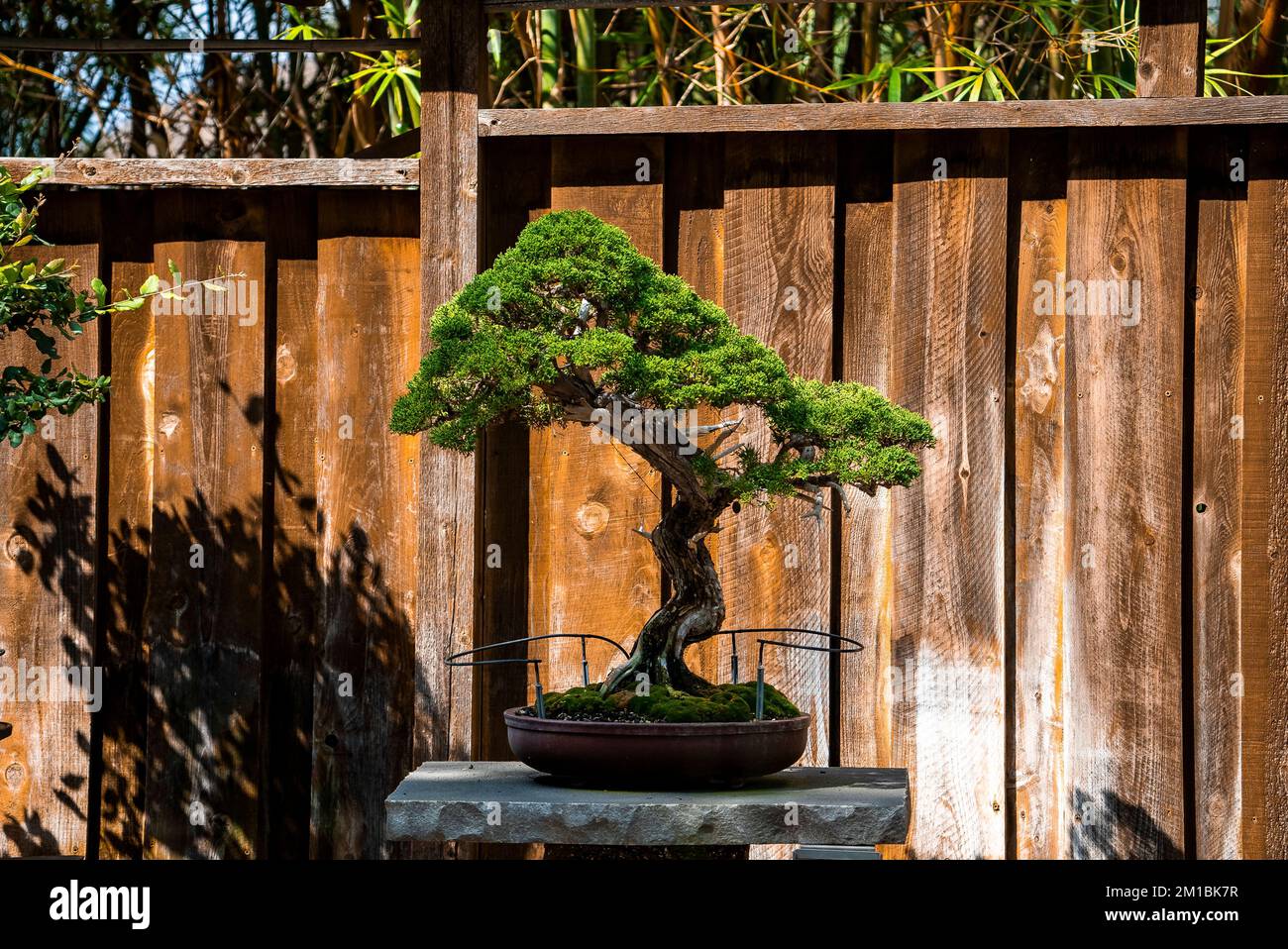 Tree growing on stone hi-res stock photography and images - Alamy