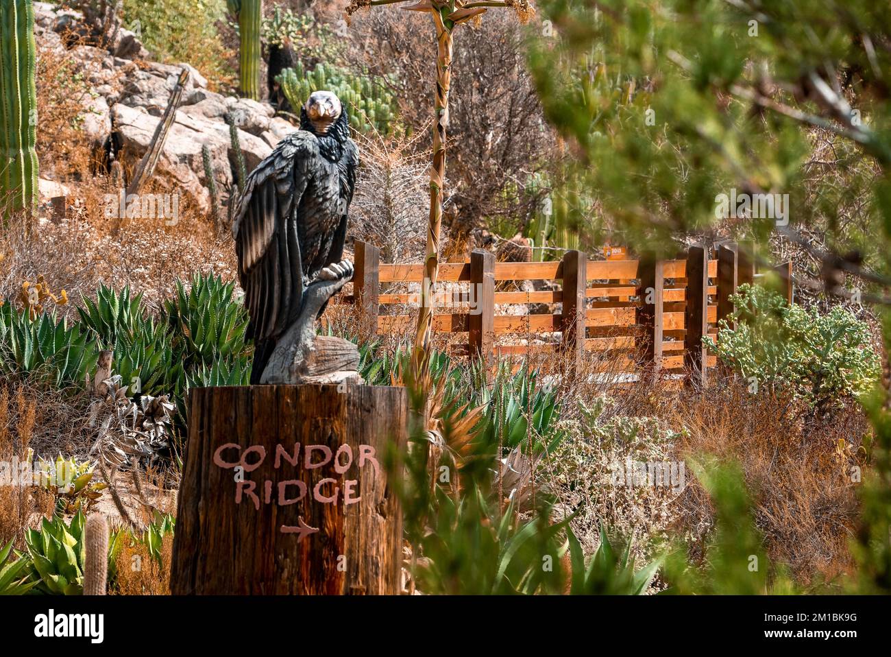 Statue of condor bird on wood with condor ridge text and arrow at