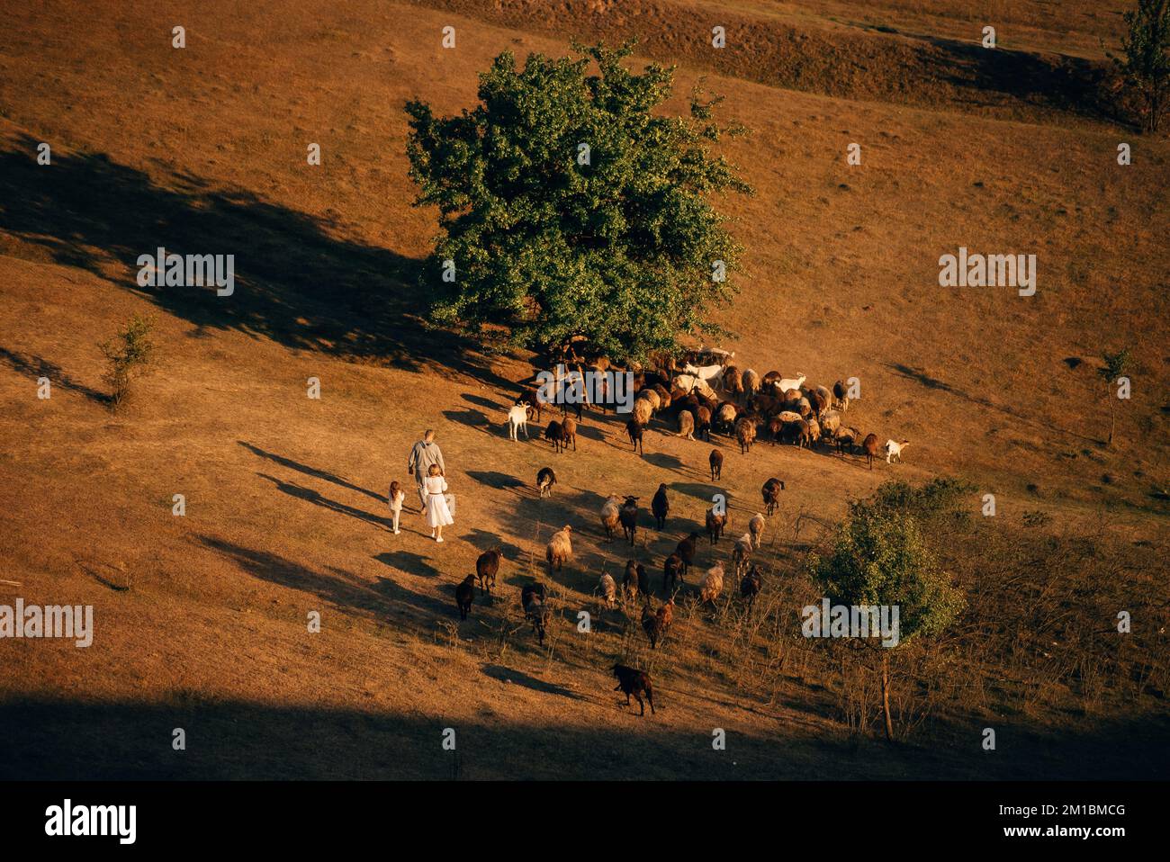 A family with a flock of sheep on a meadow Stock Photo - Alamy