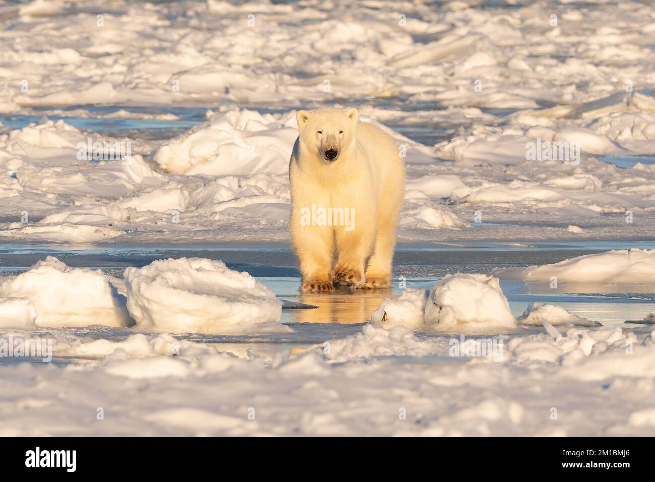 Polar Bear Standing on Ice, Hudson Bay Stock Photo