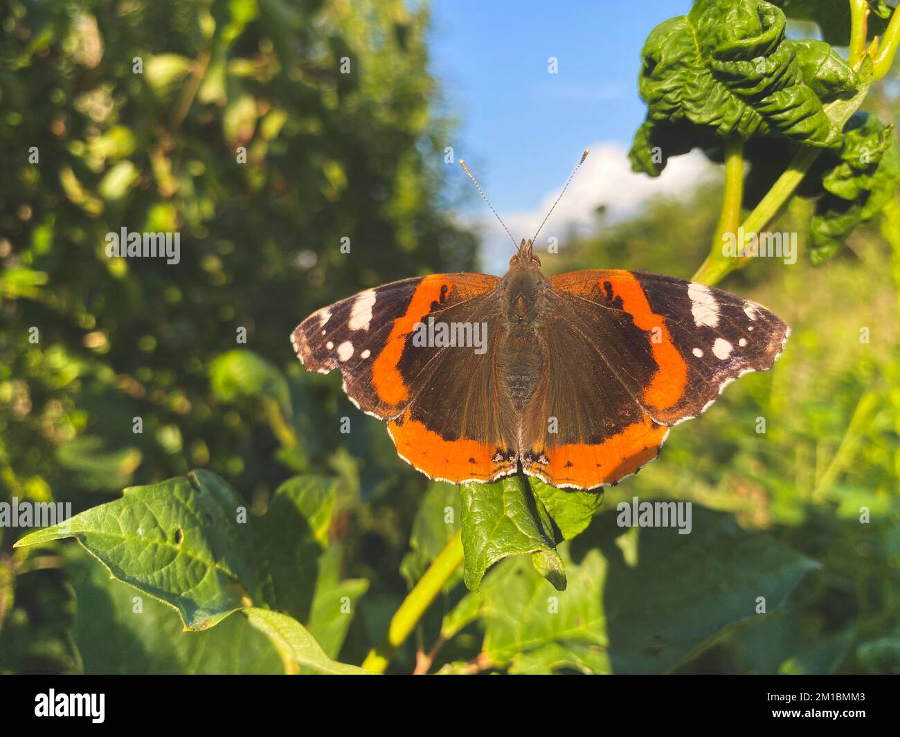 Red Admiral Butterfly - Vanessa Atalanta with black wings, red bands, and white spots sitting on the plant, selective focus Stock Photo