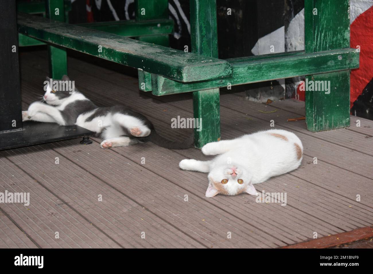ginger-white and gray-white cats laying Stock Photo