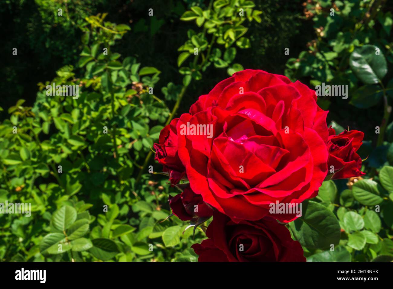 Beautiful blooming garden roses hi-res stock photography and images - Alamy