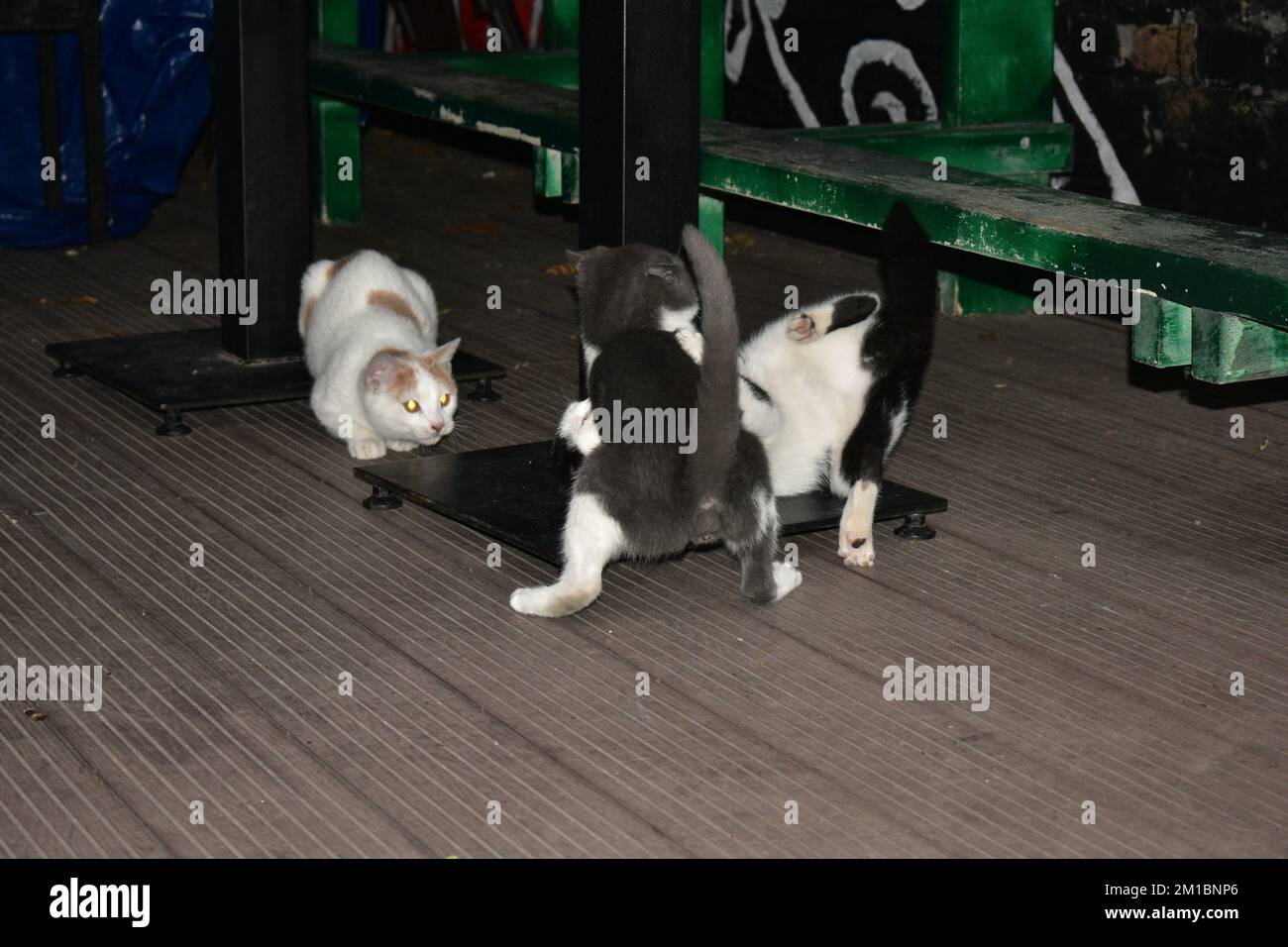 ginger-white, gray-white and black-white cats playing Stock Photo