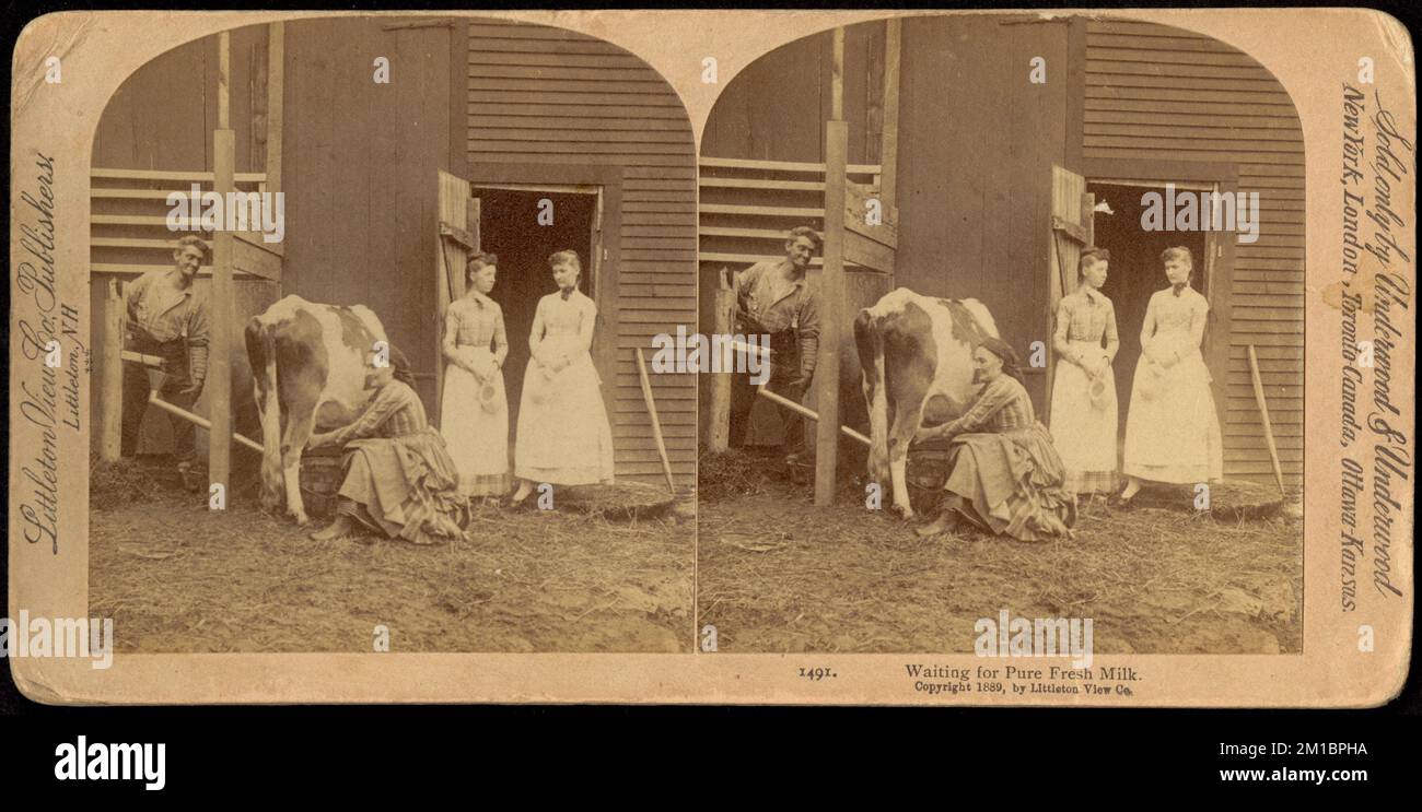 Waiting for pure fresh milk , Practical jokes, Dairy farming, Cattle