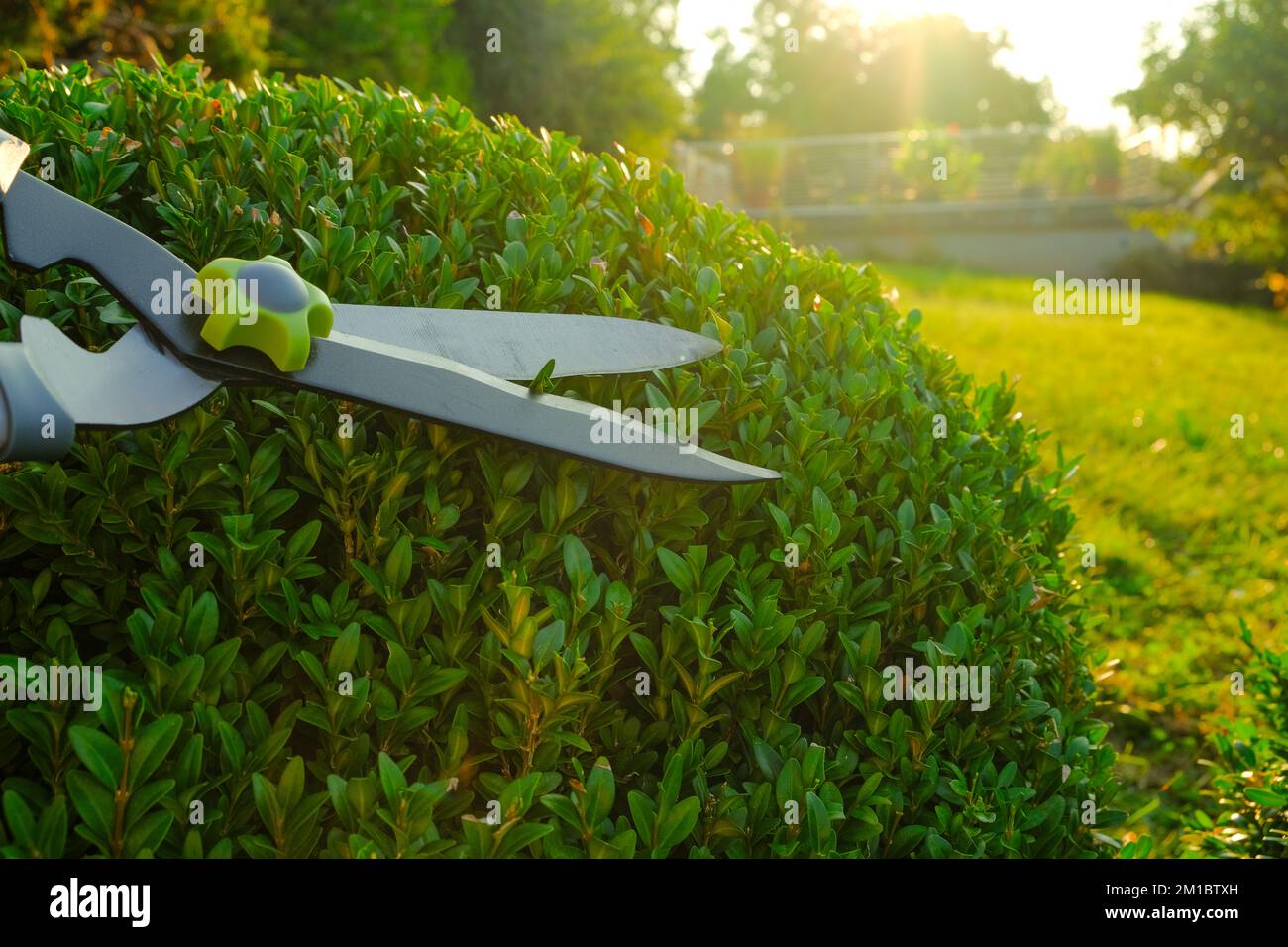 Shearing plants in the garden. Boxwood round shape. Tool for plant