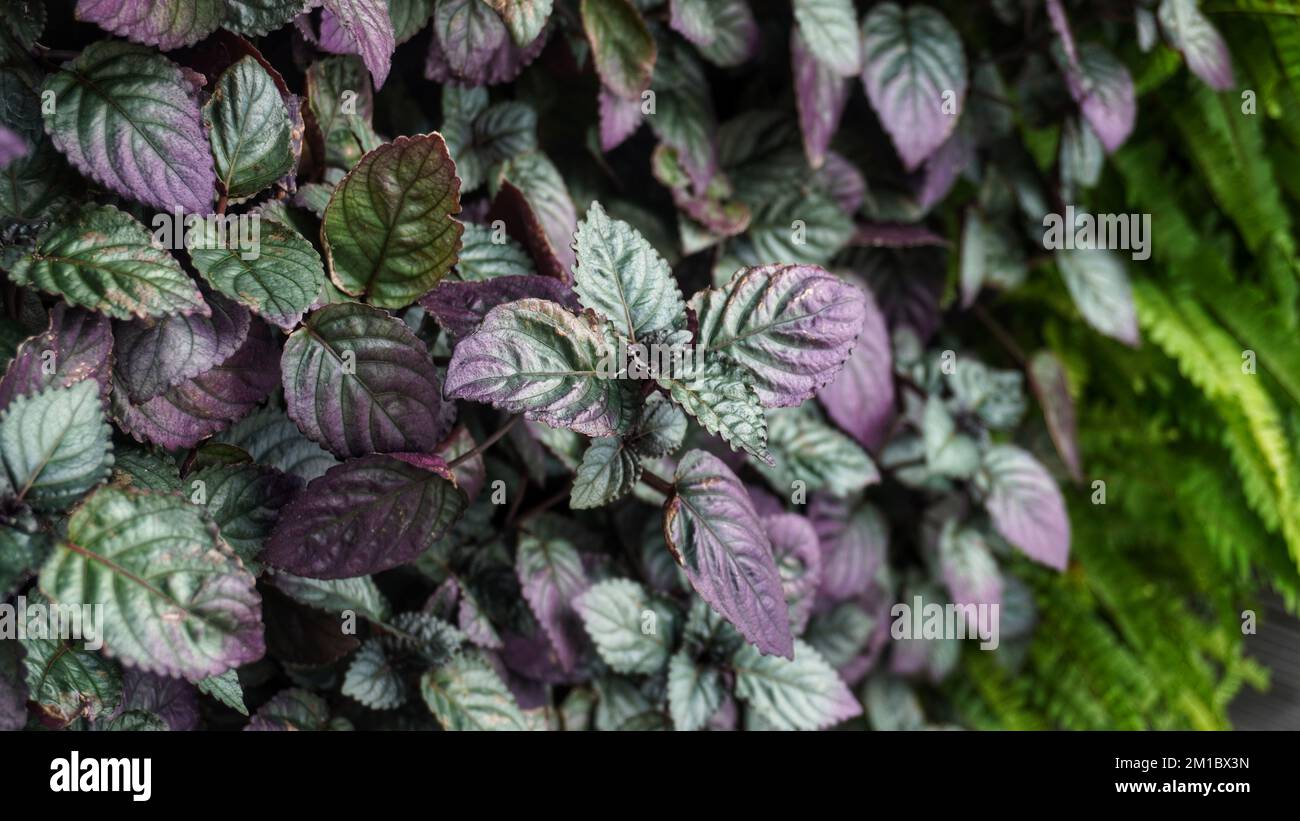 Purple aesthetic hi-res stock photography and images - Alamy