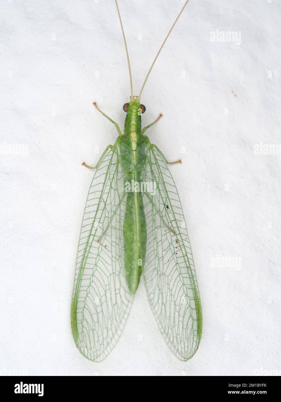 Green lacewing from Chrysoperla carnea group, possibly Chrysoperla downes Stock Photo