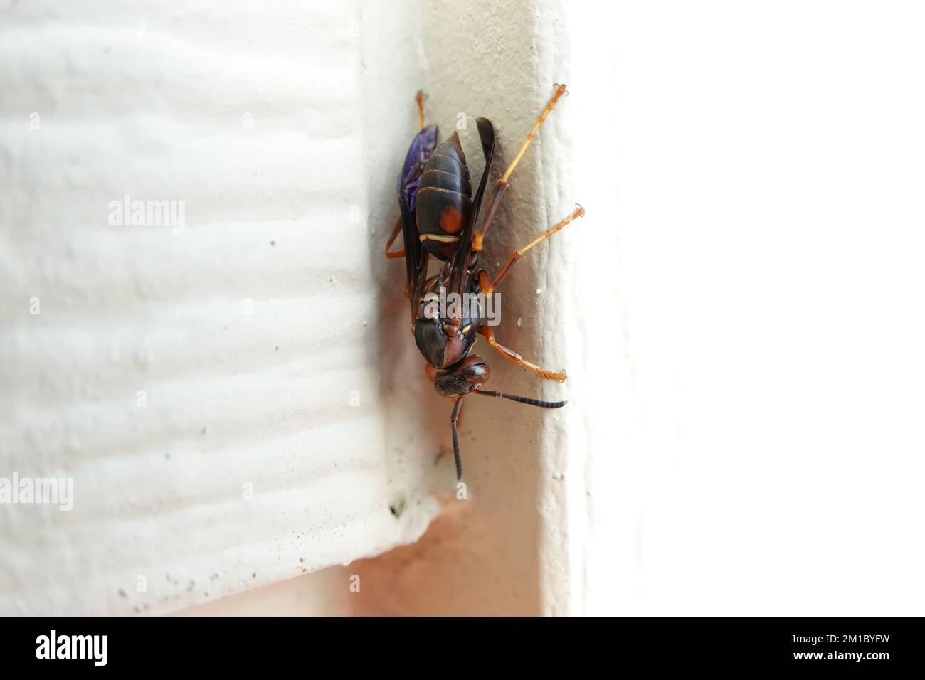 Polistes fuscatus (common name dark or northern paper wasp) in Indiana, USA Stock Photo
