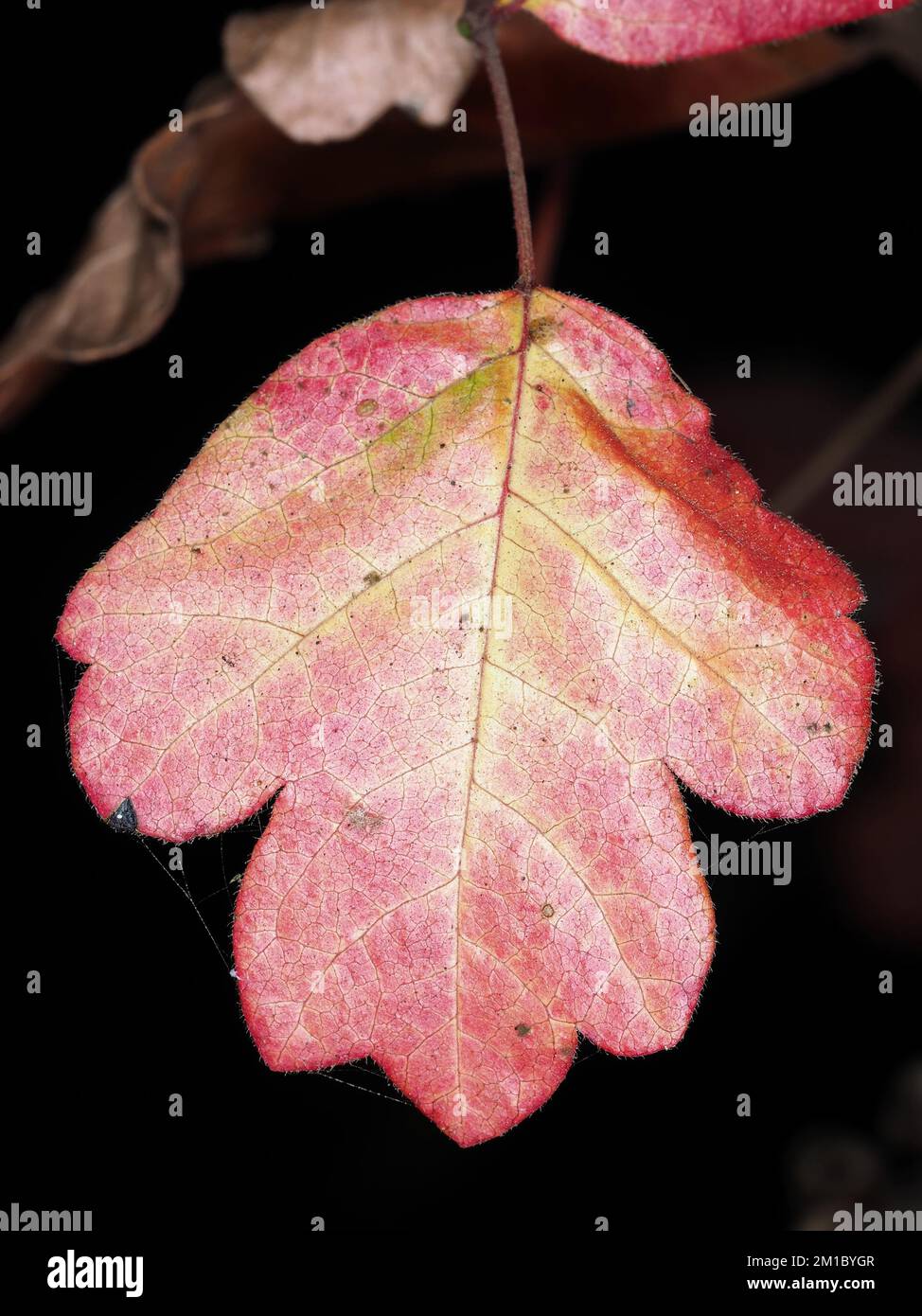 Pacific poison oak (Toxicodendron diversilobum) red leaf in California Stock Photo