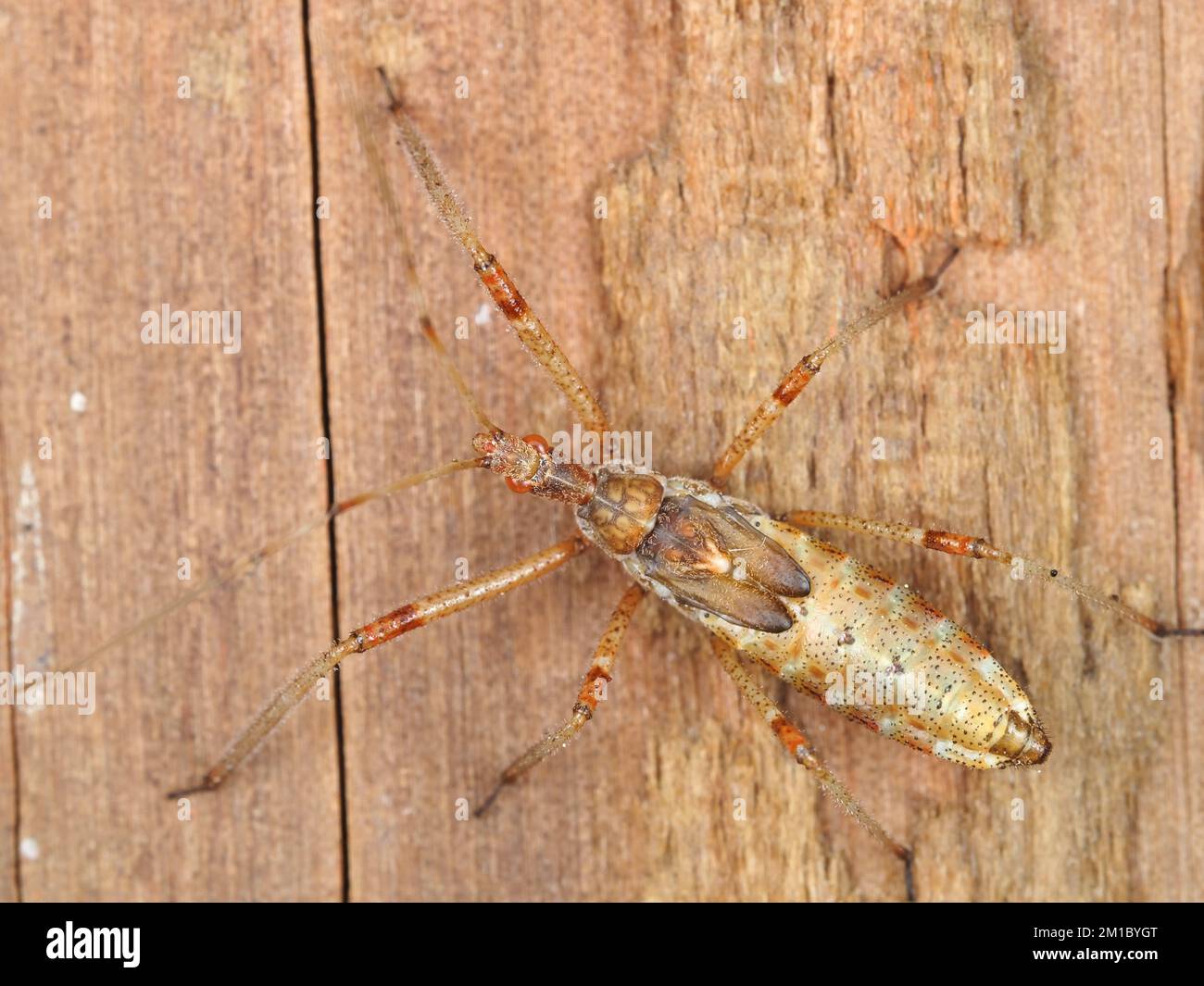 Insect identified as assassin bug nymph, possibly Zelus tetracanthus Stock Photo