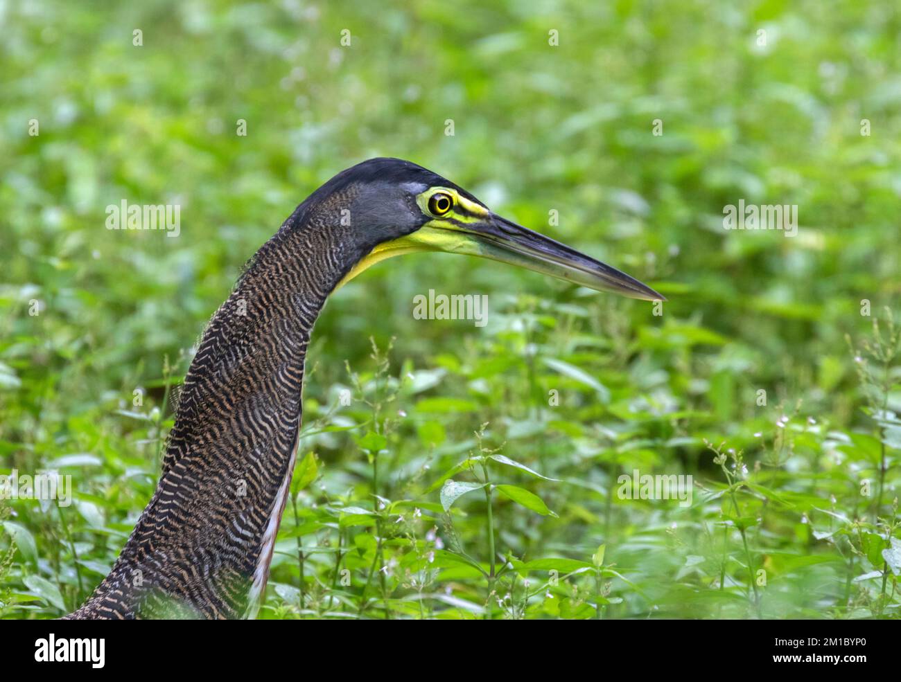 Fasciated tiger heron (Tigrisoma fasciatum) fishing, Carate, Costa Rica