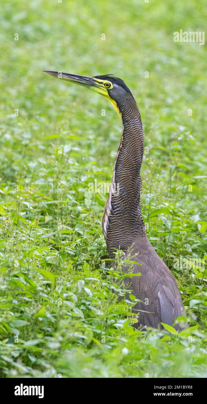Fasciated tiger heron (Tigrisoma fasciatum) fishing, Carate, Costa Rica