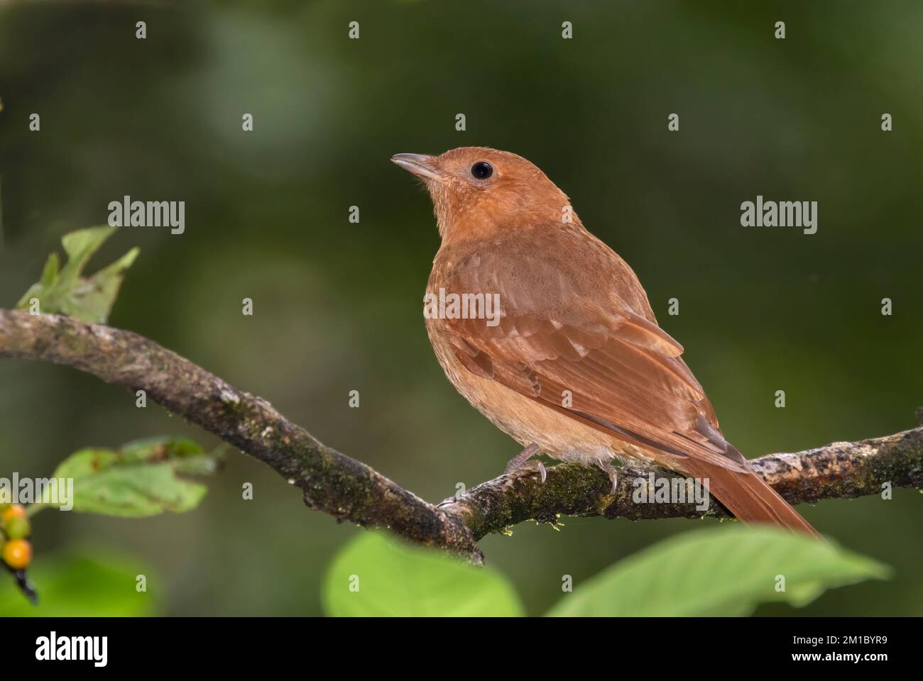 Rhytipterna holerythra hires stock photography and images Alamy